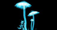Study finds magic mushrooms can help keep depression away