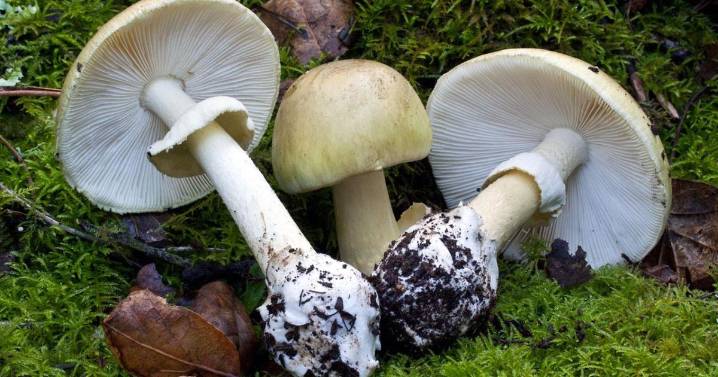 Esta es la seta venenosa más peligrosa que puedes encontrar en los bosques de Mallorca: contiene amatoxinas mortales