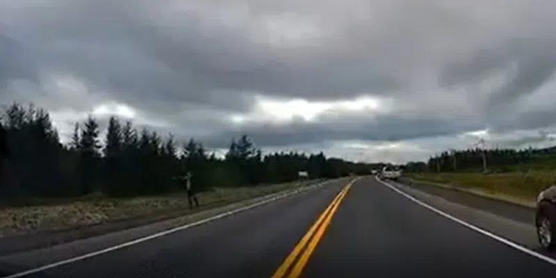 Province Investigates Moose Shot from Trans Canada Highway