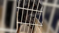 Florida Rottweiler Labeled Aggressive Transforms Into A Loving Companion With A Surprising Best Friend