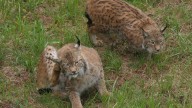 El Cerrato palentino se consolida como refugio para el lince ibérico