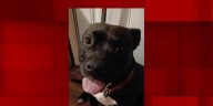 Police search for dog that attacked multiple people in St. Charles County Friday morning