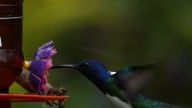 El municipio del Valle del Cauca considerado uno de los mejores destinos del mundo para ver colibríes