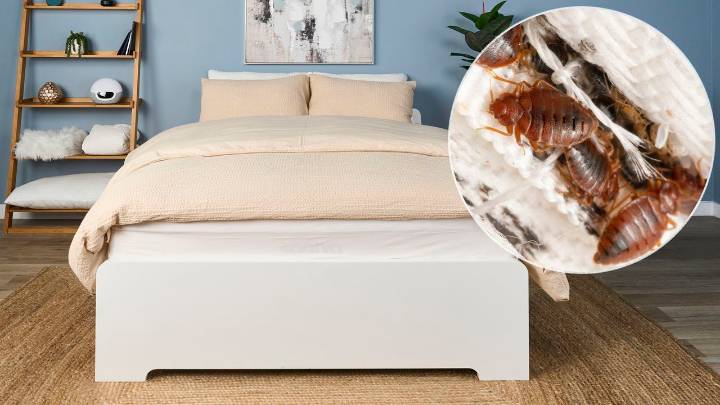 If you keep these things under your bed, you're at risk of bed bugs — 5 things experts warn not to store near your mattress