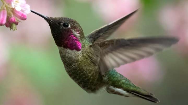 13 Best Perennials For Hummingbirds