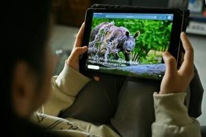 How did an Indian zoo get the world’s most endangered great ape?