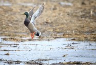 Continental duck numbers hold steady, feds say in status report