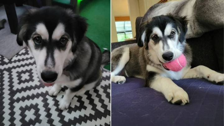 Ohio Couple Thought They Adopted A Husky, But A DNA Test Revealed The Truth