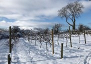 Welsh wine is booming, but would you go for cwm cabernet?