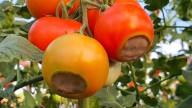 Why This Overhyped Tomato Blossom Rot Solution Might Be A Waste