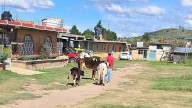 Robo de ganado golpea a familia lechera en Calpulalpan
