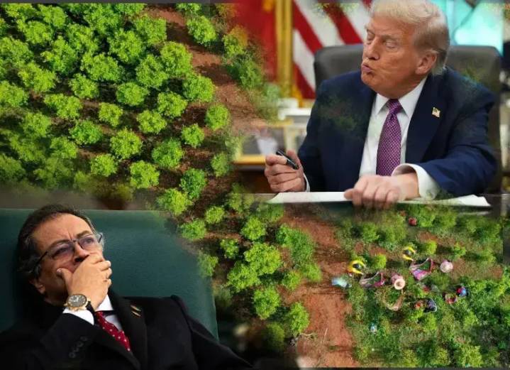Esta es la condición de Donald Trump para revertir la descertificación de Colombia en la lucha antidrogas