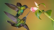 13 Native Plants To Attract Hummingbirds While Enhancing Your Garden's Aesthetic