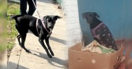 'Negrita', la perrita que fue abonada y atropellada hoy está recuperada y busca a su próxima familia