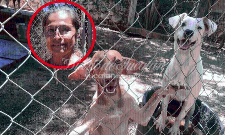 “El abandono de animales no inicia en la calle: empieza en el hogar”, afirma Silvia Cortés