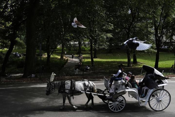 NYC mayor throws support behind bill to ban Central Park horse carriages