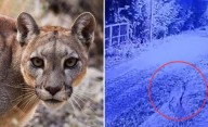 Puma suelto en zona norte: autoridades piden "no acercarse"