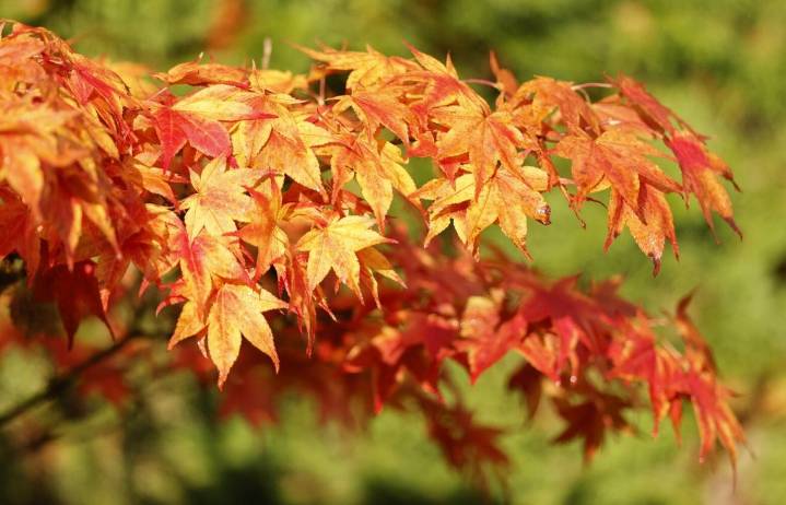 Washington fall foliage could come and go early this year, experts say