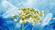 FDA flags salmonella in even more frozen foods: Full list of products to avoid