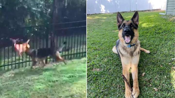 Florida German Shepherd Forms An Unlikely Friendship With A Deer And Her Fawn