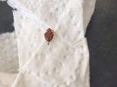 Alumno reporta presencia de chinches en laboratorio de Ingeniería UNAM