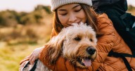 RSPCA asks dog lovers across the UK for urgent help in new plea