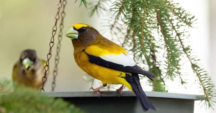 Birdwatching provides delight, new revelations, questions