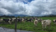 Exportaciones de productos ganaderos colombianos alcanzan US$216,2 millones en primer semestre de 2025