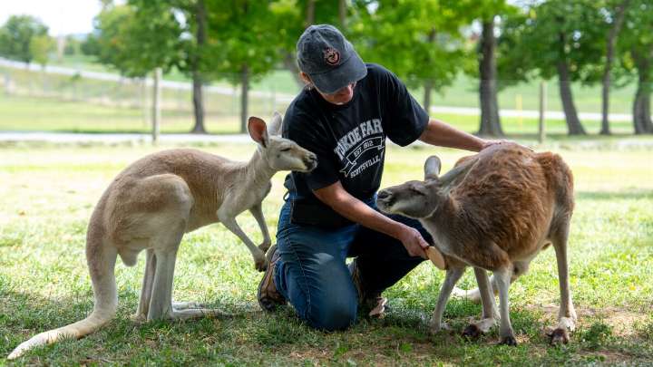 From corn mazes to kangaroos, New York farms shift to selling memories
