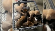 South Carolina Staff Discover 13 Puppies Running Loose And Are Stunned To Realize Who Let Them Out