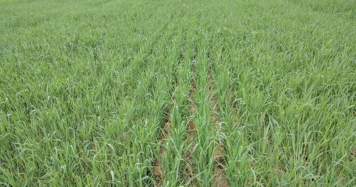 Corn Silage Harvest Marks Start of Cover Crop Season