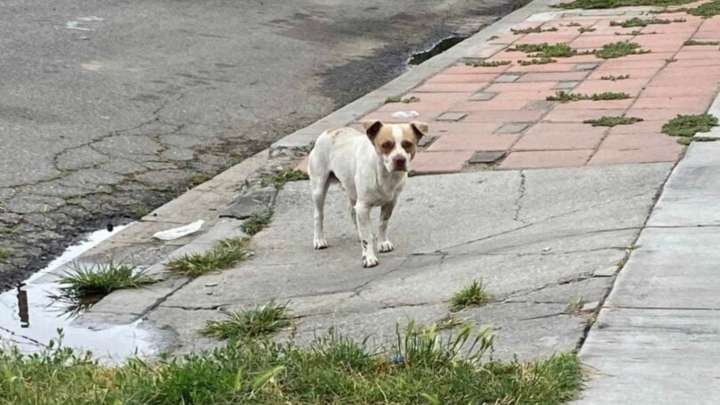 California Stray Dog Begs Neighbors For Food Until One Woman Shows Him He Matters