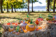 Glass Pumpkin Patch Returns to Sleepy Hollow This Weekend