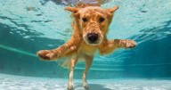 Doggy splash sessions to return to Leicestershire leisure centre