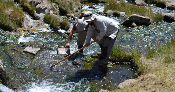 En las aguas termales del Domuyo, científicos descubren una nueva especie de crustáceo