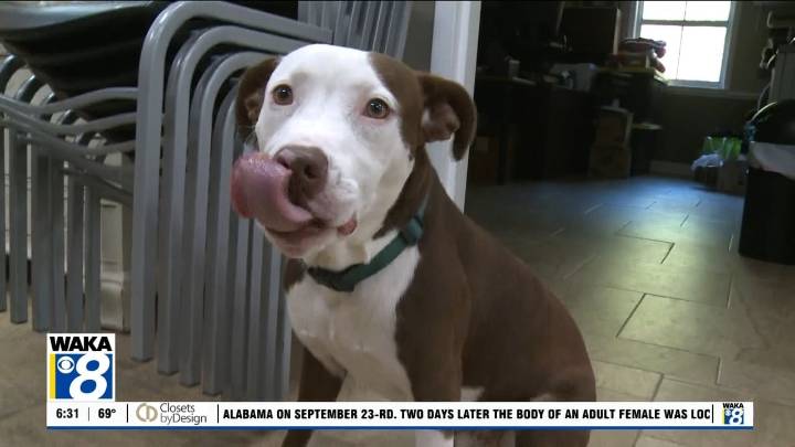 Pets of the Week: September 29