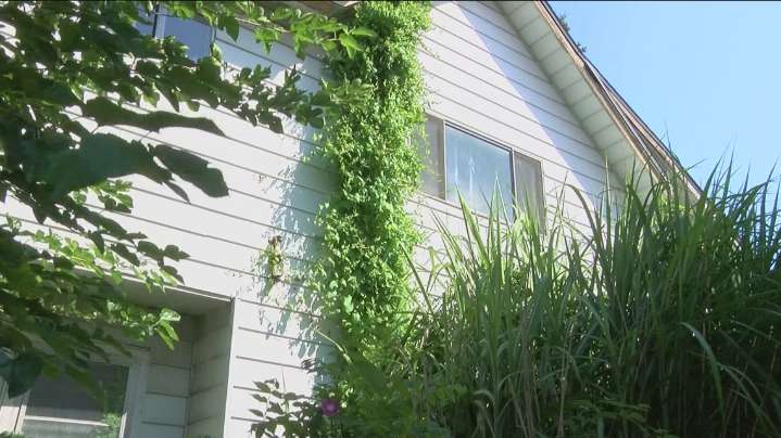 'The overgrowth is overwhelming': Homeowners in East Toledo raise concerns over neighboring unkempt yard