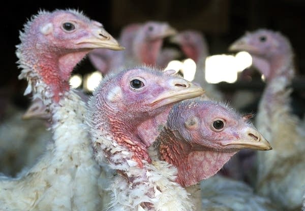 Bird flu sickens 20,000-turkey flock in Redwood County