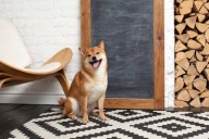 Could Shiba Inu Reach $1 in 2026? The Answer Might Blow Your Mind