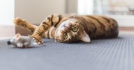 Cats Get Dementia Just Like People, Making Them a Potential Research Tool