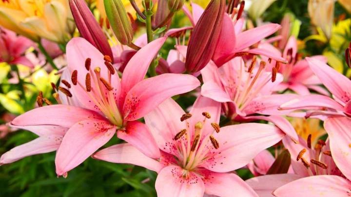 ¡Cuidado! Estas plantas de interior pueden ser mortales para tus gatos
