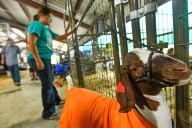Crawford County Fair aims to give kids a chance to show off their projects