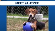 Yahtzee, a playful and loving hound pup, is ready to find his forever family