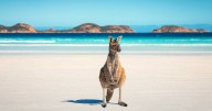 Tourism Australia delays contract management overhaul
