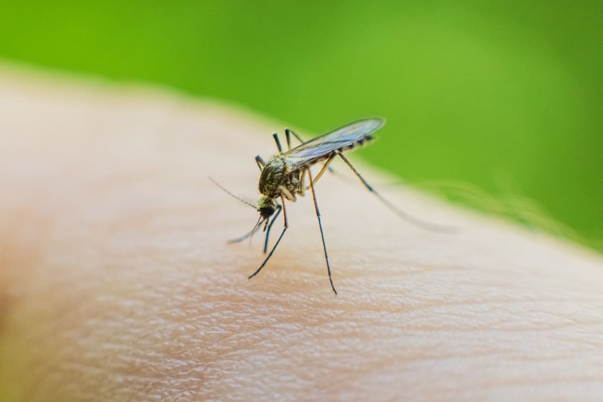 Primera muerte en 20 años por extraño virus transmitido por mosquitos alarma a Carolina del Sur: estos son los síntomas