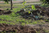 Beneficios del programa de arborización se verán en 5 años en Cancún