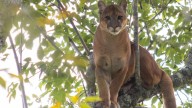 ¡No son rumores ni sospechas! Un puma deambula por zona rural de Sonsón: avise si lo ve