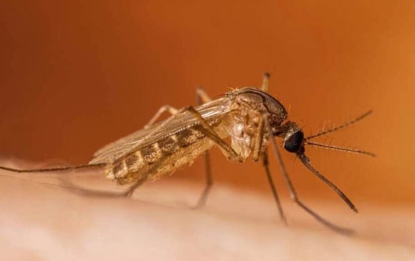 Confirman en El Paso primer caso de virus del Nilo Occidental neuroinvasivo