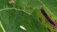 See a grasshopper-looking bug eating cotton in SC? Report it to Clemson