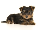 Teacher's love triangle allegedly involved sex with Yorkshire terrier